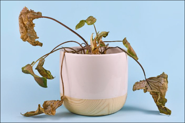 �I�i�j�[���䖝����u�I�i�ցv�͑̂ɗǂ��Ȃ��I���̗��R�Ƃ́H